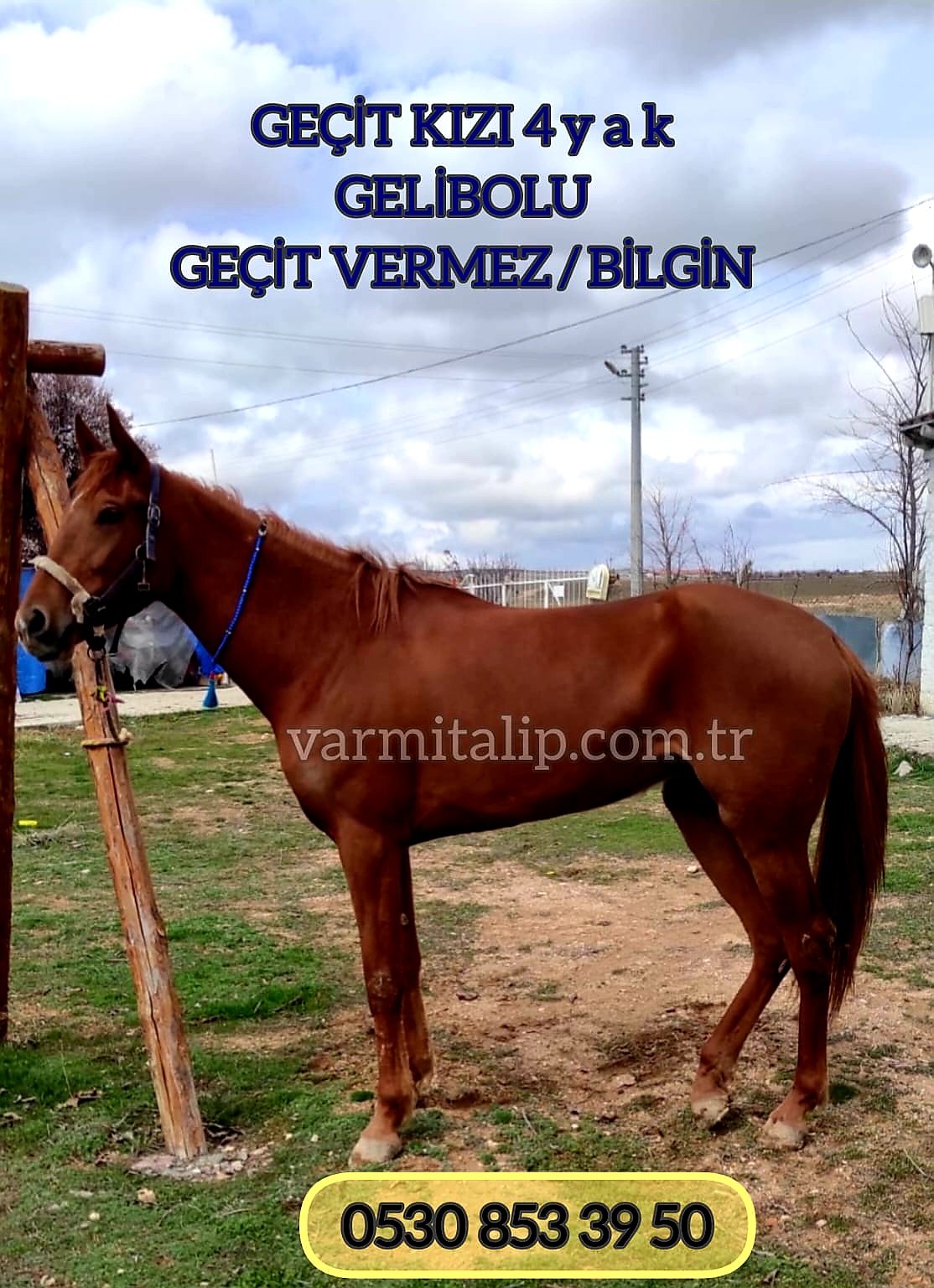 GELİBOLU KIZI BOŞ YENİ DAMIZLIK KISRAK GEÇİT KIZI (SADECE 30 BİN TL.)